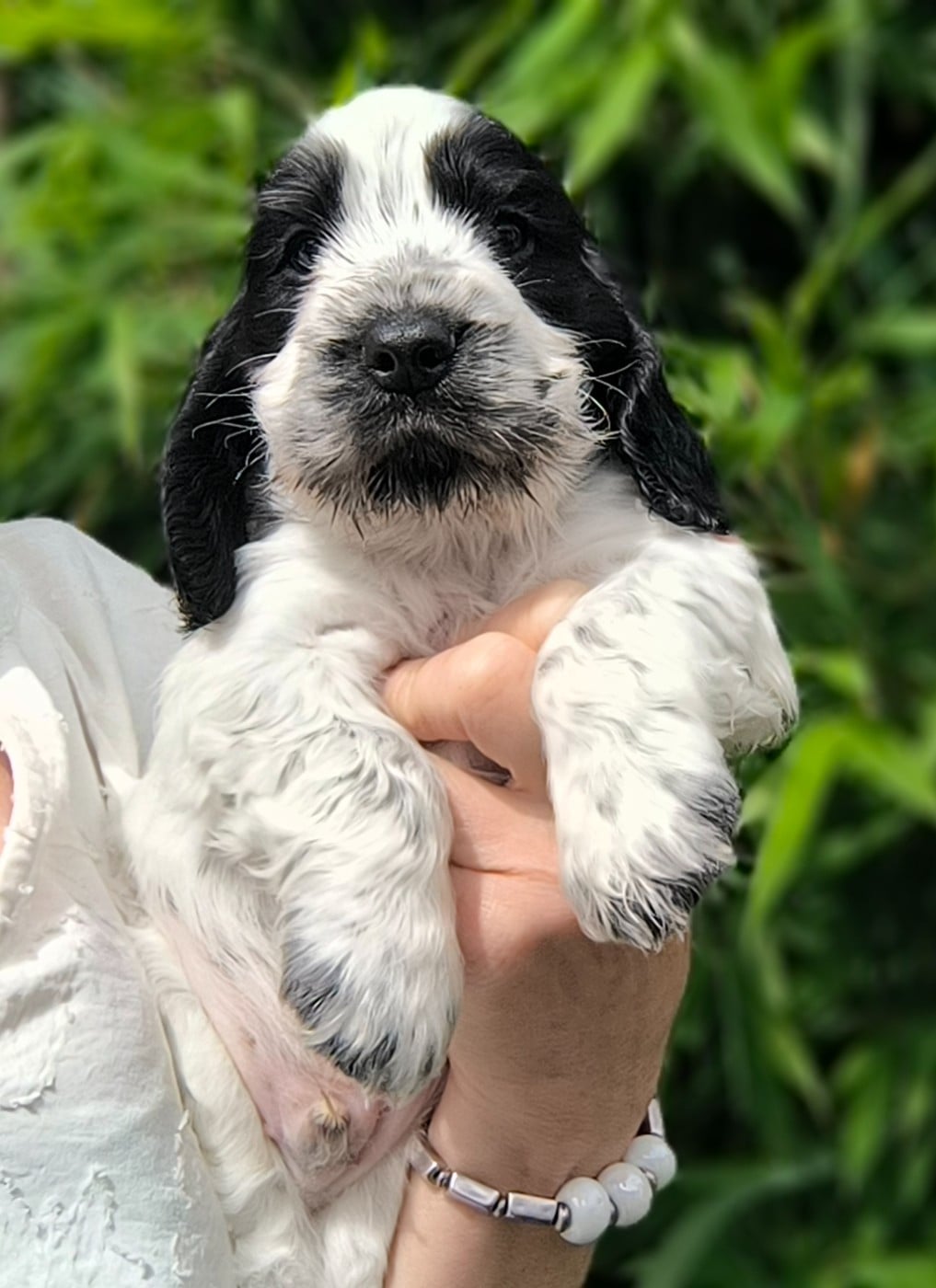 Bounty - Cocker Spaniel Anglais