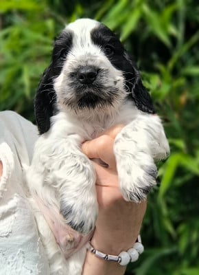 Les chiots de Cocker Spaniel Anglais