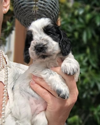 Les chiots de Cocker Spaniel Anglais