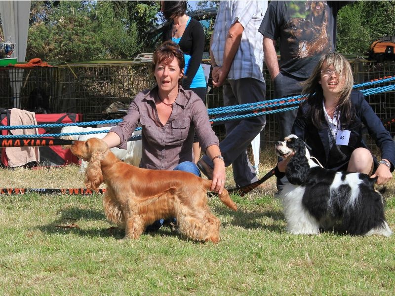 weeping willow 's gypsie - 1ère excl (meilleure femelle et meilleure de race)