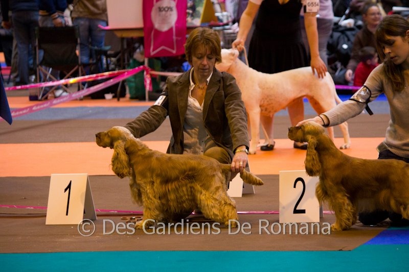 weeping willow 's gypsie - 1 ère excellent classe ouverte et RCACS