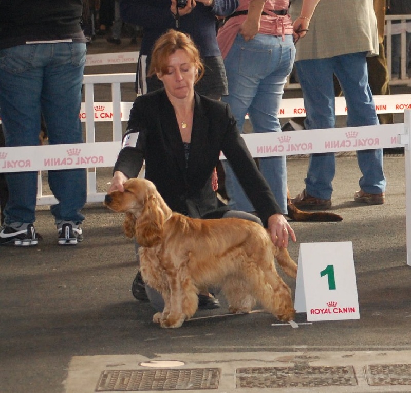 weeping willow 's gypsie - 1ère Exellent Classe Jeune