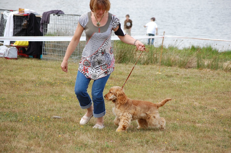 weeping willow 's gypsie - Classe puppy-Très prometteur