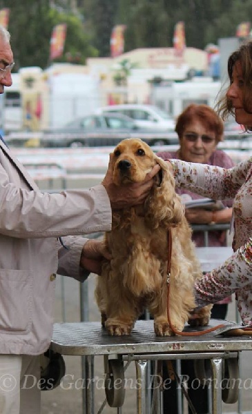 weeping willow 's gypsie - 1 ère excellent classe ouverte + CACS