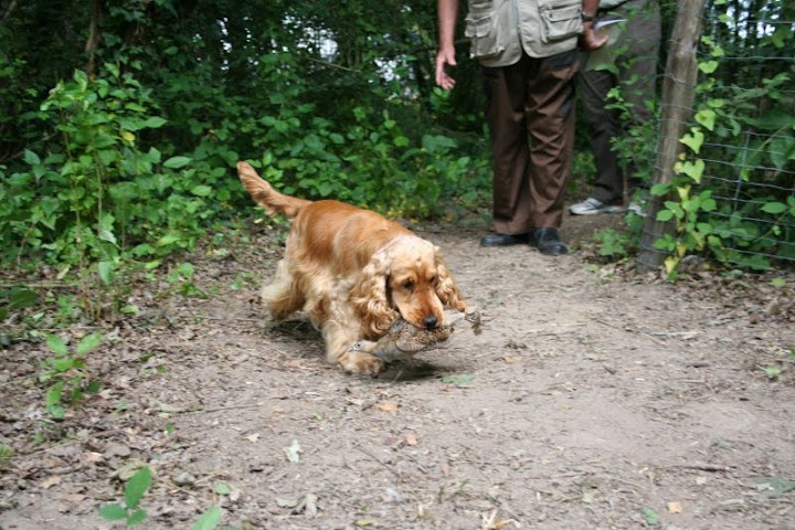 weeping willow 's gypsie - TAN