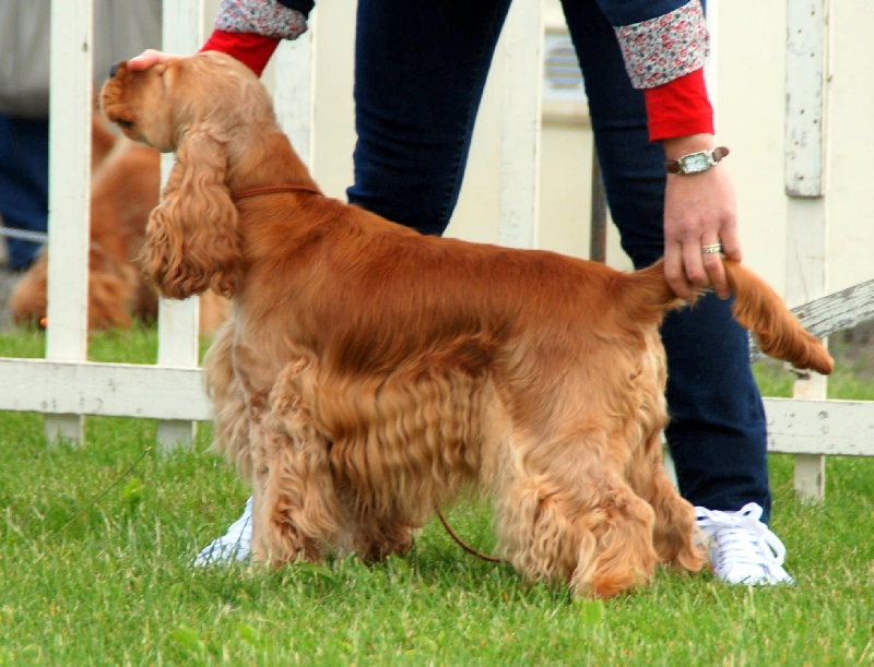 weeping willow 's gypsie - 1 ère excellent et RCACS