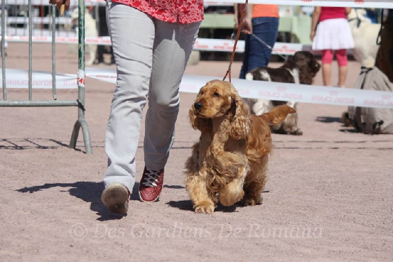 weeping willow 's gypsie - 1 ère excellent classe ouverte + CACS