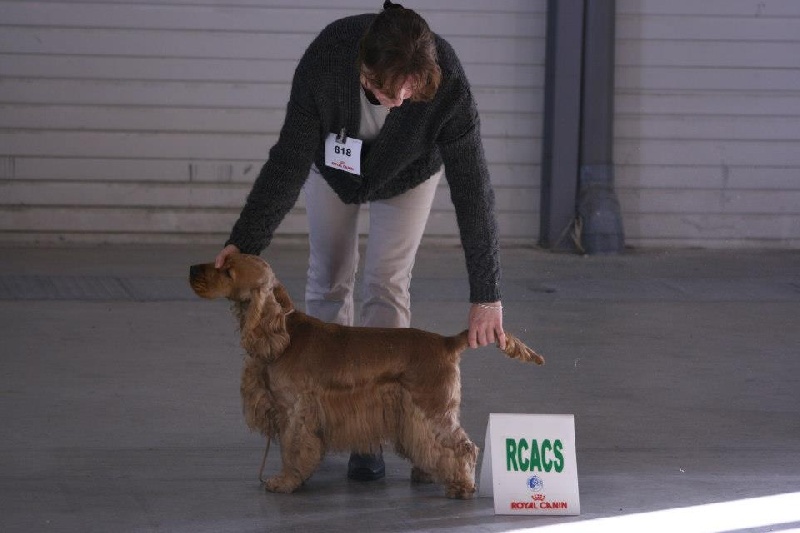 weeping willow 's gypsie - 2ème excellent et RCACS