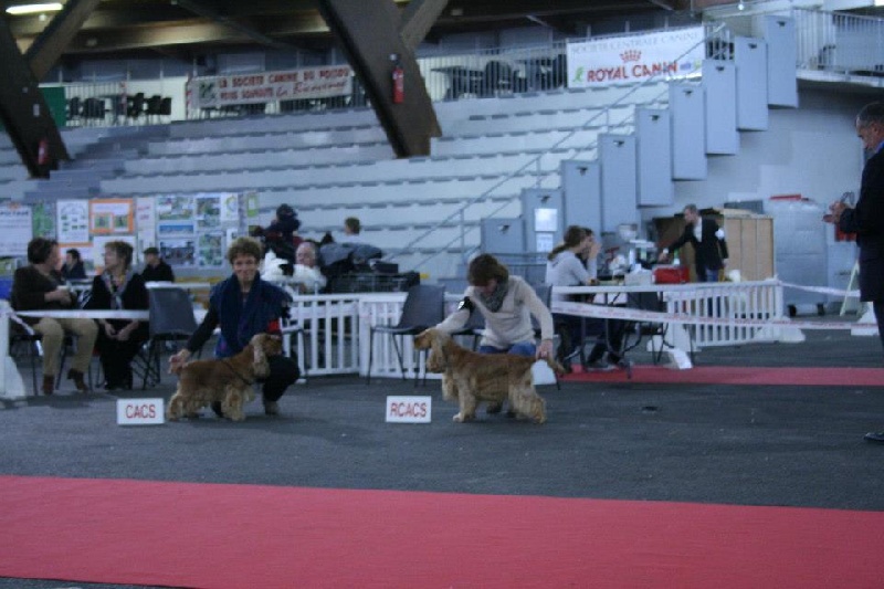 weeping willow 's gypsie - 2ème excellent et RCACS