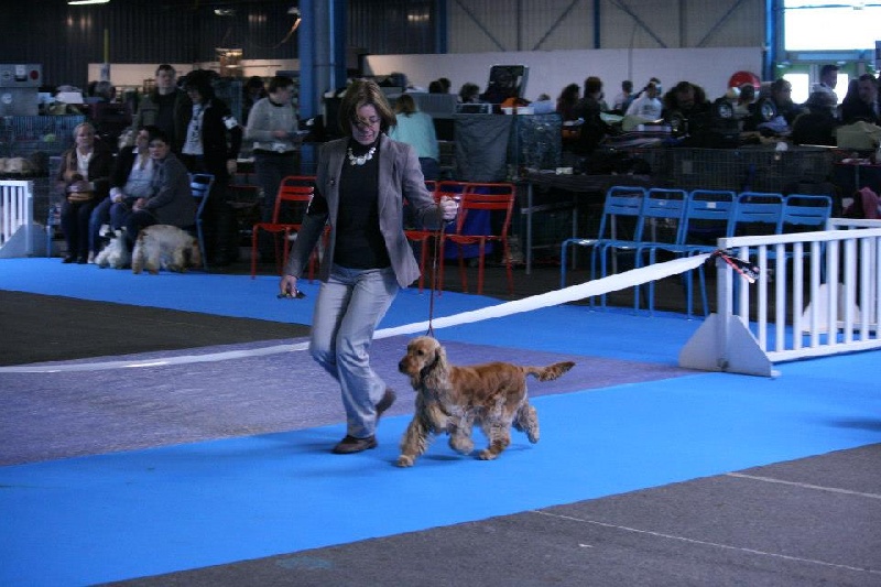 weeping willow 's gypsie - 4 ème exellent classe ouverte sur 14