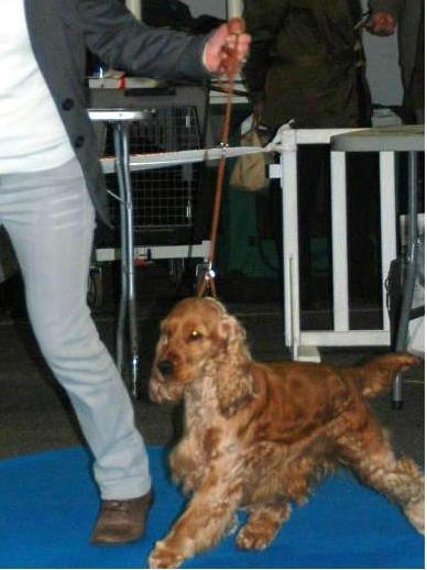 weeping willow 's gypsie - 2 ème excellent classe ouverte sur 7