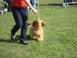 weeping willow 's gypsie - Classe Puppy-Très prometteur