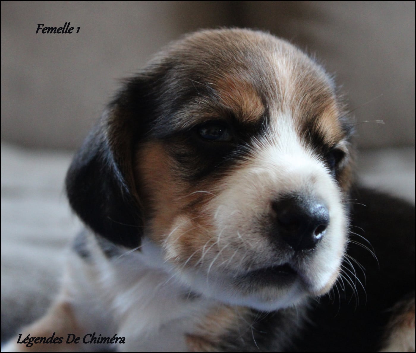 Femelle 1 - Sans collier