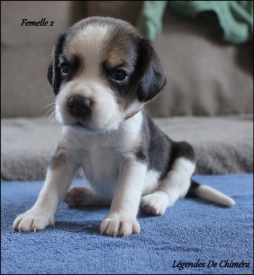 Les chiots de Beagle