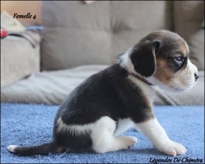 Les chiots de Beagle