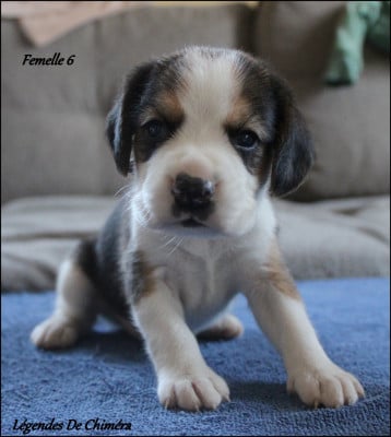 Les chiots de Beagle