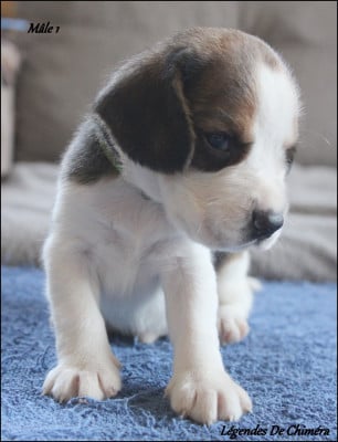 Les chiots de Beagle
