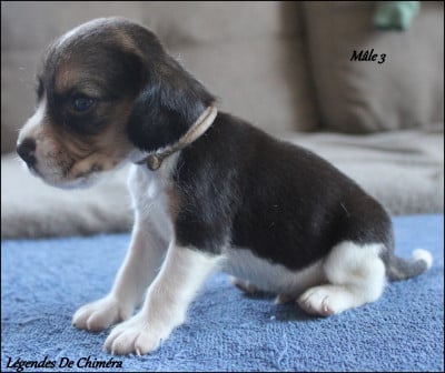 Les chiots de Beagle