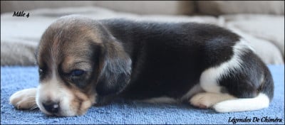 Les chiots de Beagle