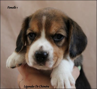 Les chiots de Beagle