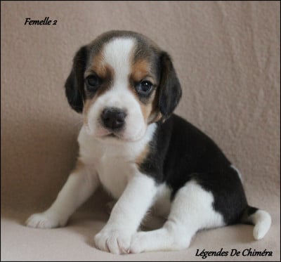 Les chiots de Beagle