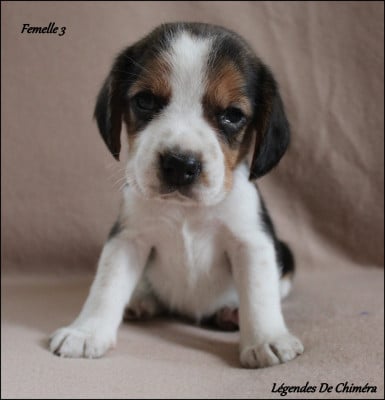 Les chiots de Beagle