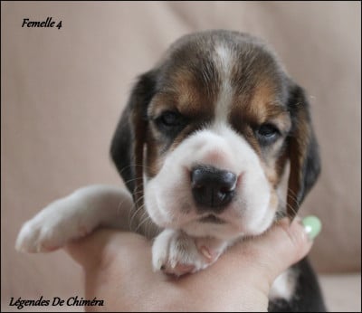 Les chiots de Beagle