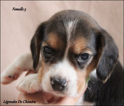 Les chiots de Beagle