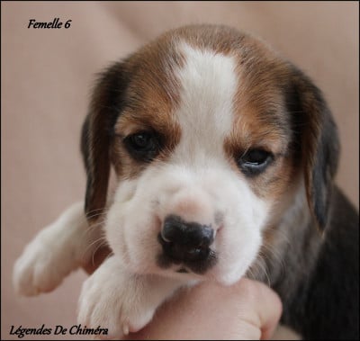 Les chiots de Beagle