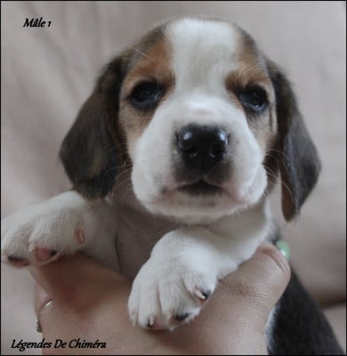 Les chiots de Beagle