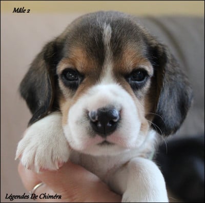 Les chiots de Beagle