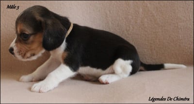 Les chiots de Beagle