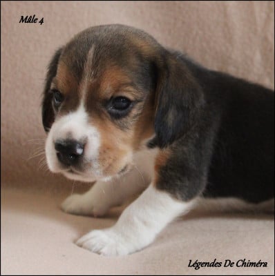 Les chiots de Beagle