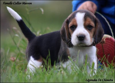 Les chiots de Beagle