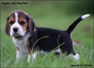 Les chiots de Beagle