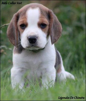 Les chiots de Beagle