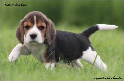 Les chiots de Beagle