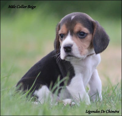 Les chiots de Beagle