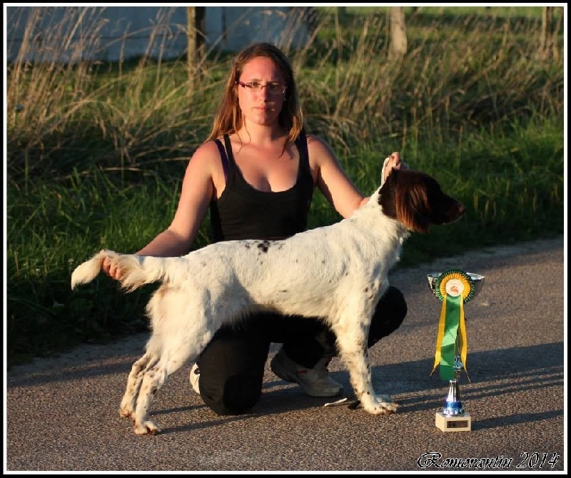Gaïa Du bois de riancey - 1er Excellent - CACS - Meilleur de race