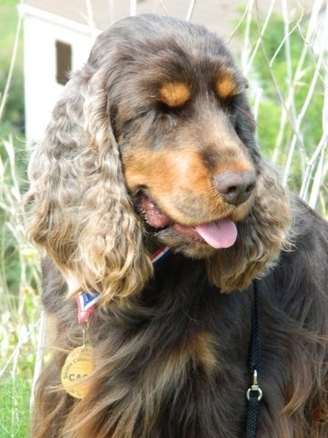 E'darwin des marais de la Dombes - 1er excellent - CACS - CACIB