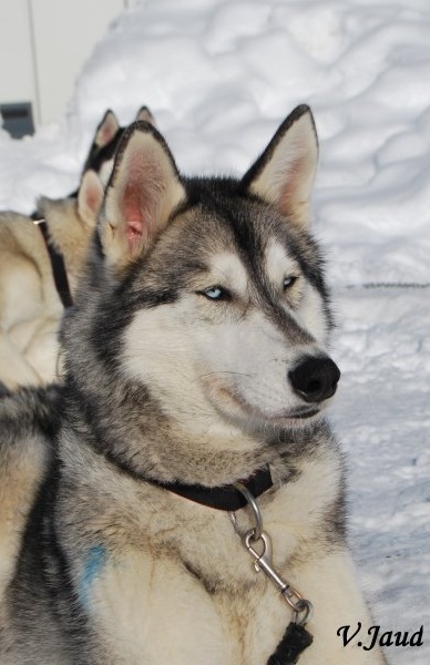 Publication : Des Evenks De Siberie Auteur : Vanessa JAUD