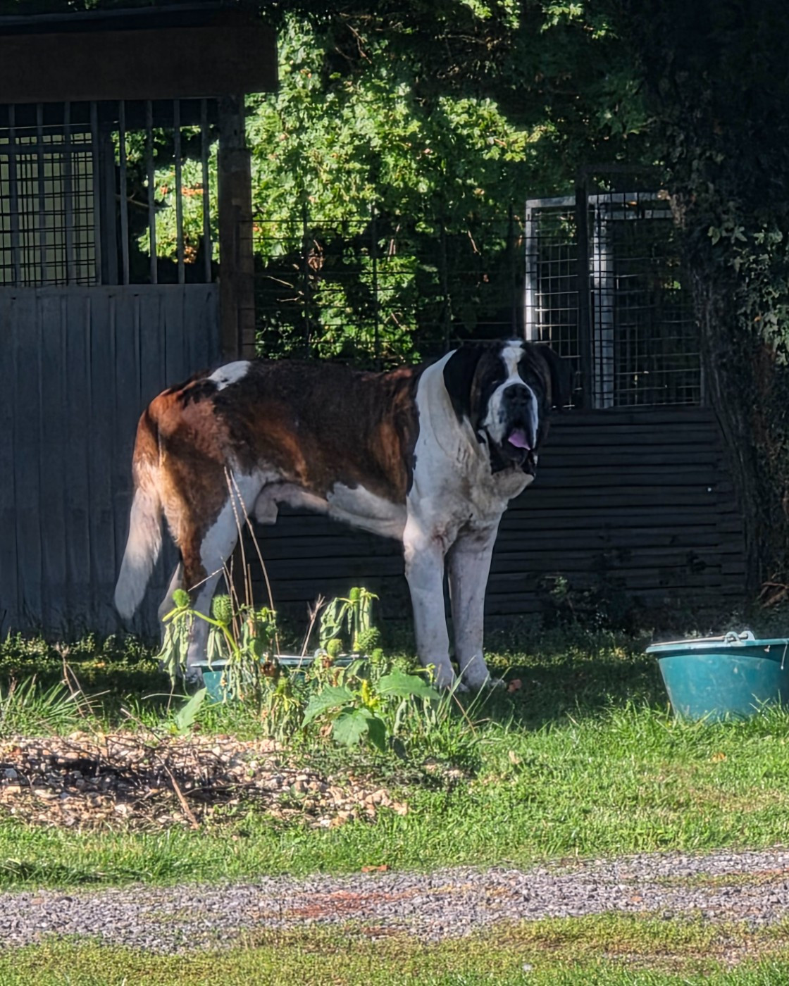 Taranis de solanextea