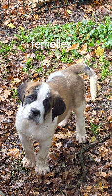 Les chiots de Chien du Saint-Bernard