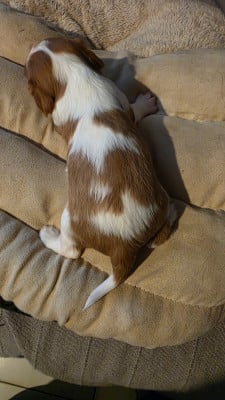 ALICE - Cavalier King Charles Spaniel