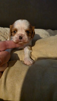 AXEL - Cavalier King Charles Spaniel