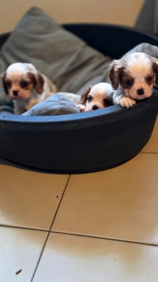 Les chiots de Cavalier King Charles Spaniel