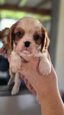 Les chiots de Cavalier King Charles Spaniel