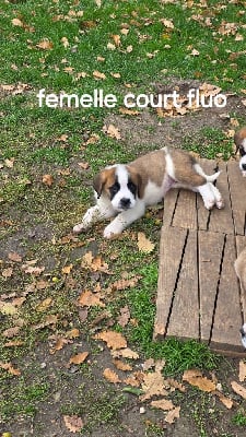 Les chiots de Chien du Saint-Bernard