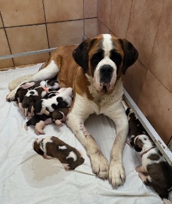 Les chiots de Chien du Saint-Bernard