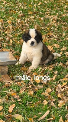 Les chiots de Chien du Saint-Bernard